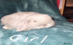 Mini Lion Lop rabbits for sale: Mini Lion lop, rew and blue point - Image 3