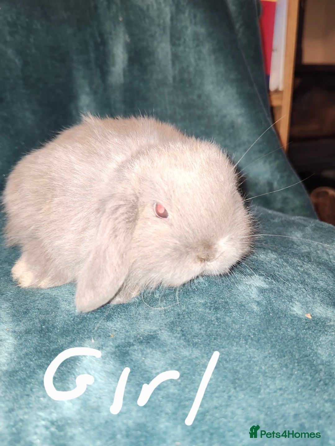 Mini Lion Lop rabbits for sale: Mini Lion lop, rew and blue point - Image 3