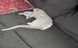 Turkish Angora cats for sale: Snowflake  - Image 6