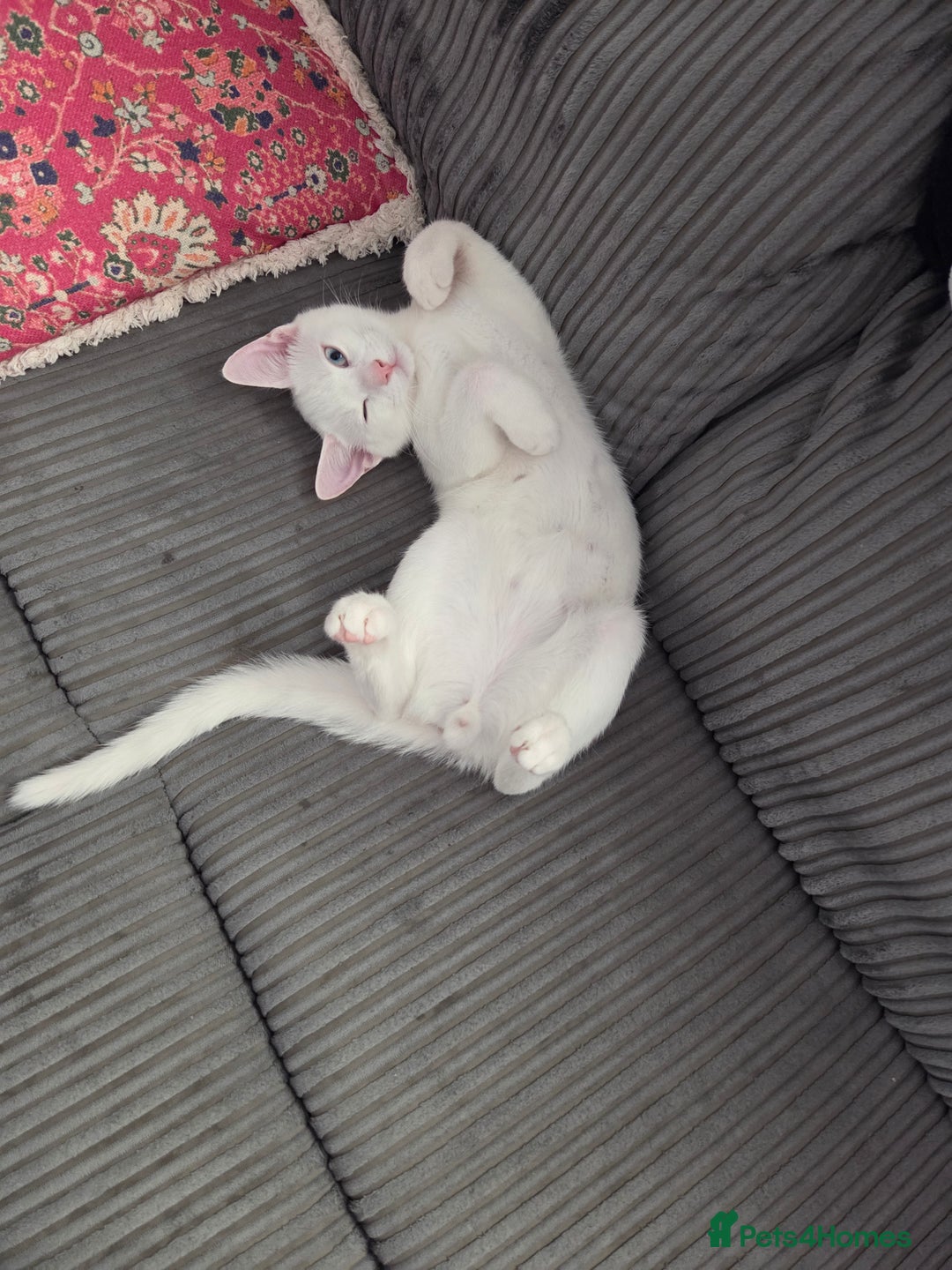 Turkish Angora cats for sale: Snowflake  - Image 6