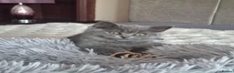 British Shorthair cats for sale: British Shorthair kittens 12 weeks old  in Luton - Advert 7