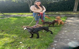 Mixed Breed dogs for sale: Collie grey x Wheaton bull - Image 4