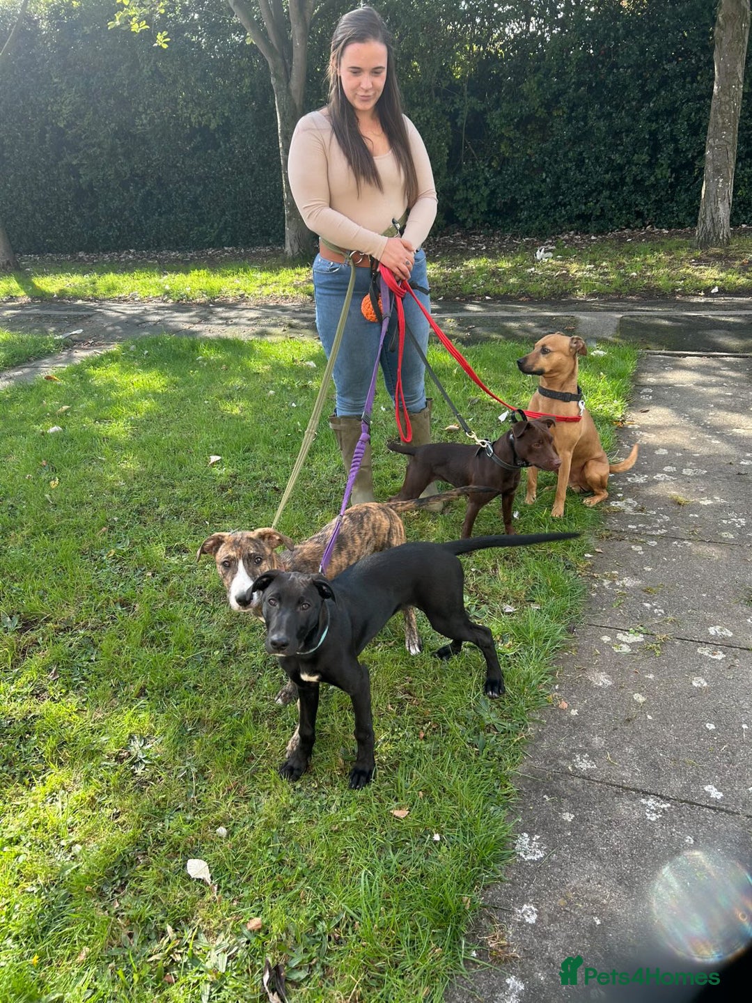Mixed Breed dogs for sale: Collie grey x Wheaton bull - Image 4