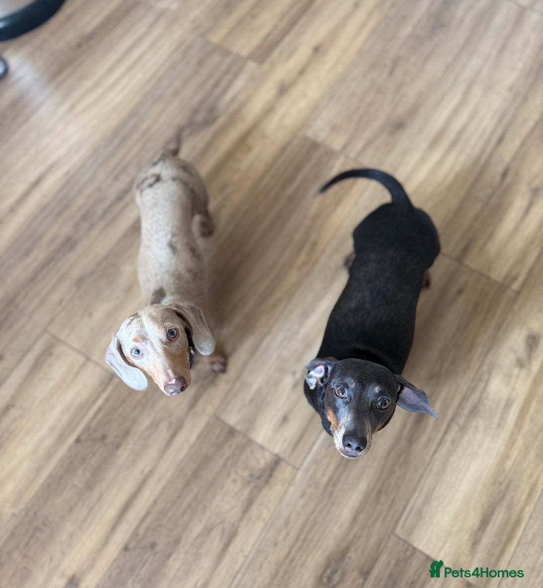 Miniature Dachshund dogs for sale: KC Registered Miniature Dachshunds - Advert 13