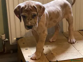 Great Dane dogs Beautiful kc reg Great Dane puppies - Advert 2