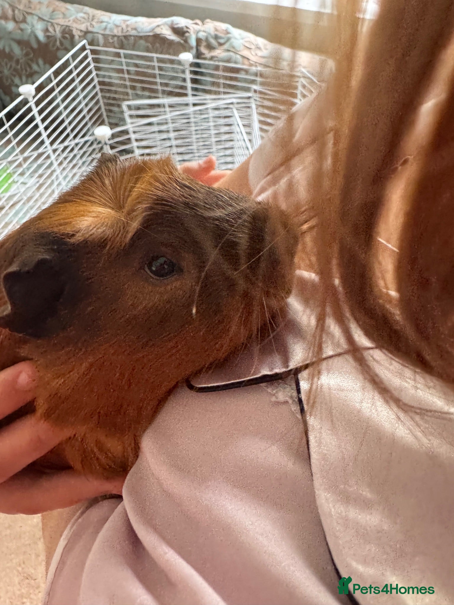 Guinea Pig rodents Guinea Pigs Free to Good Home - Advert 1