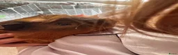 Guinea Pig rodents for sale: Guinea Pigs Free to Good Home in Beccles - Advert 1