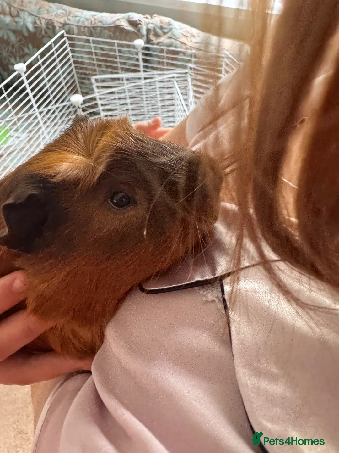 Guinea Pig rodents for sale: Guinea Pigs Free to Good Home in Beccles - Advert 1