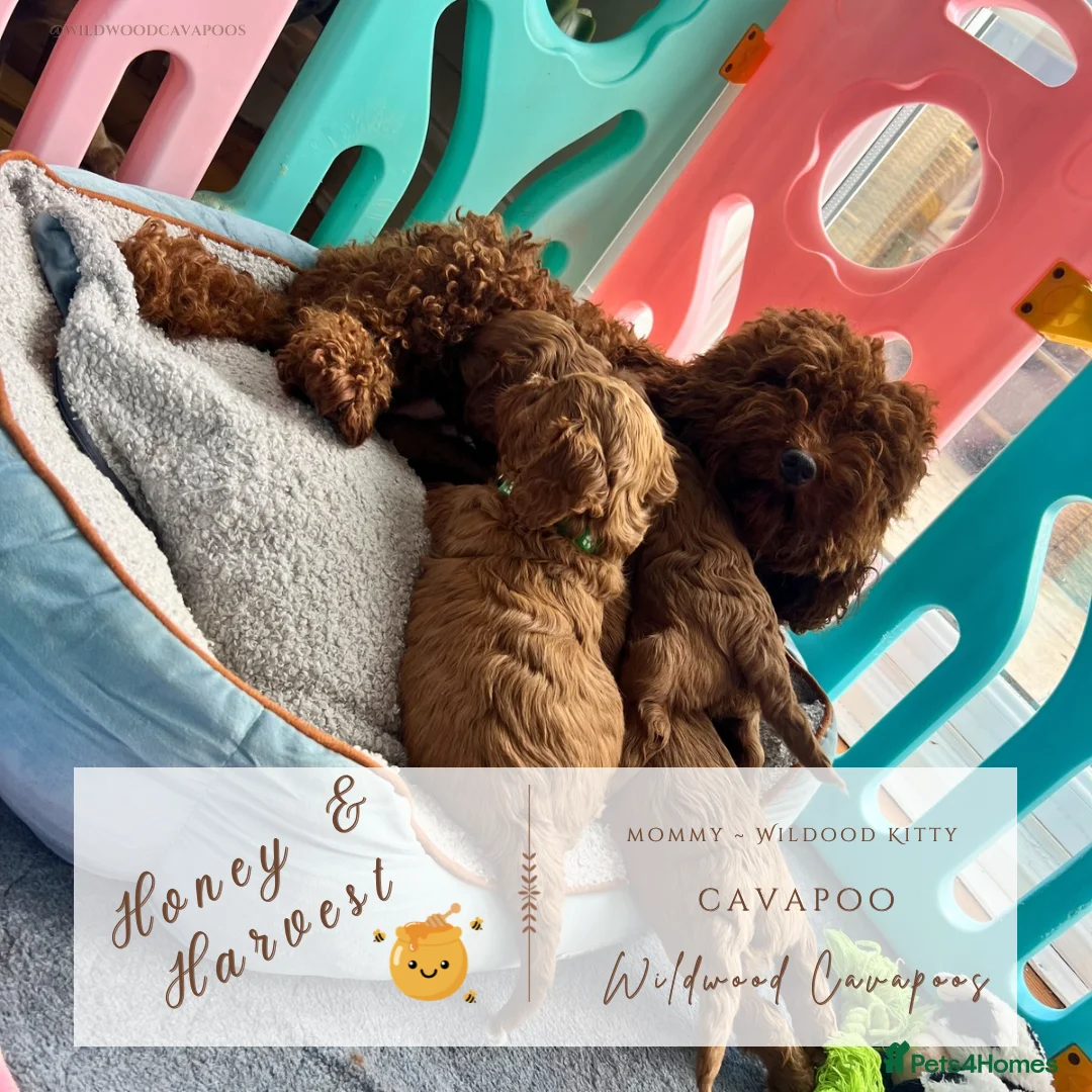 Cavapoo dogs for sale: 5 ⭐️ LICENSED BREEDER HEALTH TESTED F1 CAVAPOOS - Advert 1