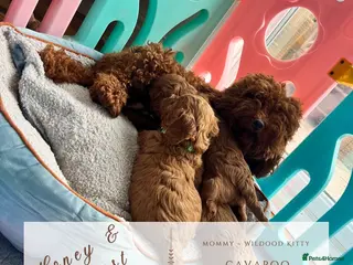 Cavapoo dogs 5 ⭐️ LICENSED BREEDER HEALTH TESTED F1 CAVAPOOS - Advert 2