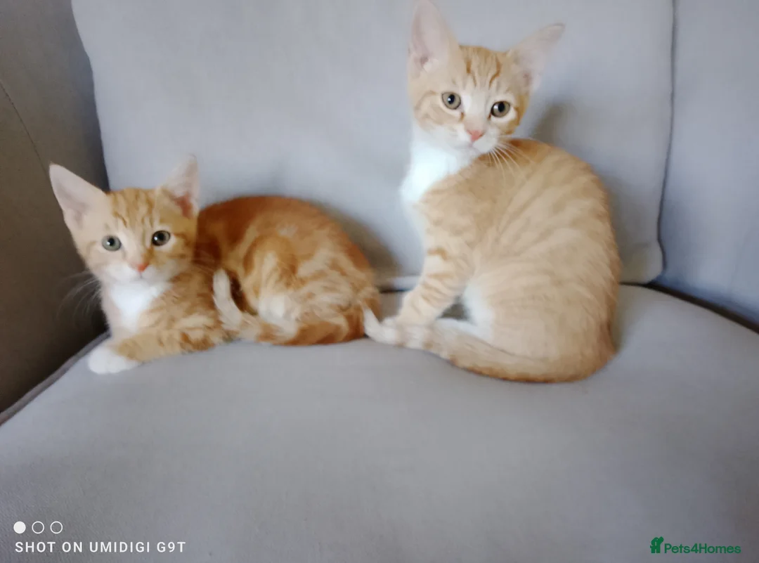 Bengal cats for sale: Bengal Tiger x British short haired  - Advert 1