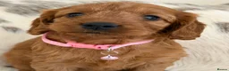 Cockapoo dogs for sale: Adorable F1 Cockapoo Puppies - Advert 5