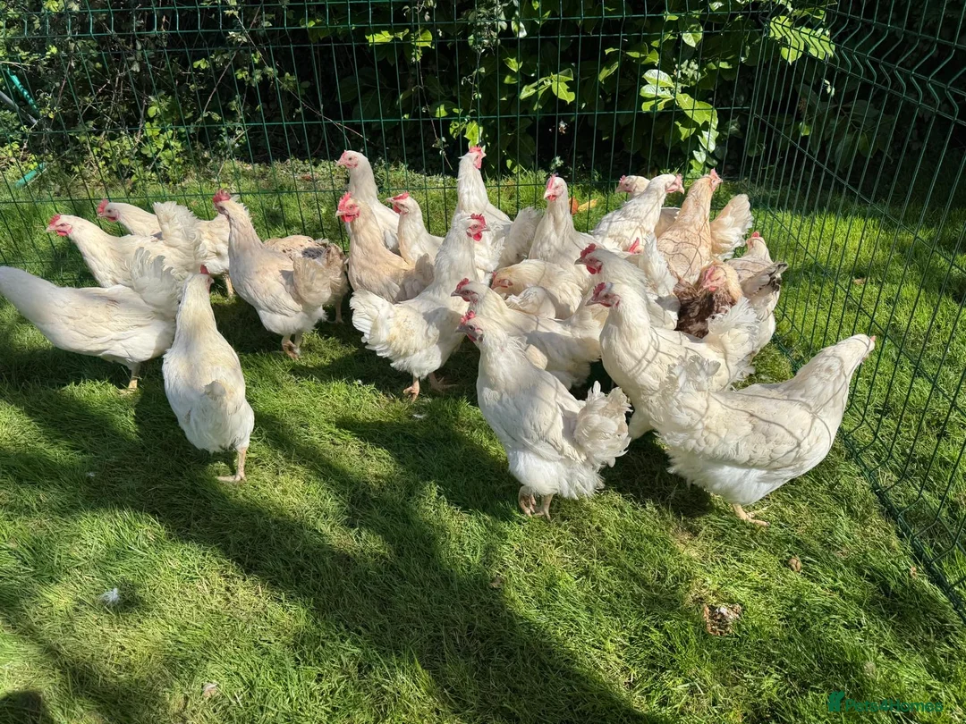 Chickens poultry for sale: Amberlink hens - Advert 3