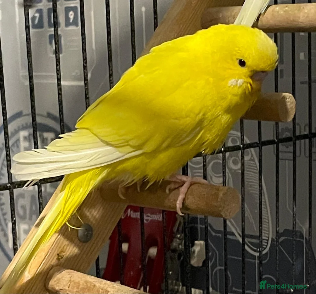 Budgerigars birds for sale: 4 Budgies  in Lancaster - Advert 1