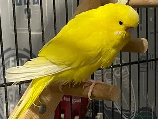 Budgerigars birds 4 Budgies - Advert 2