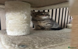 Scottish Fold cats for sale: 😻Cutest boy ever 😻 - Image 2