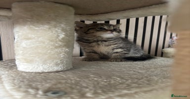 Scottish Fold cats - Advert 9