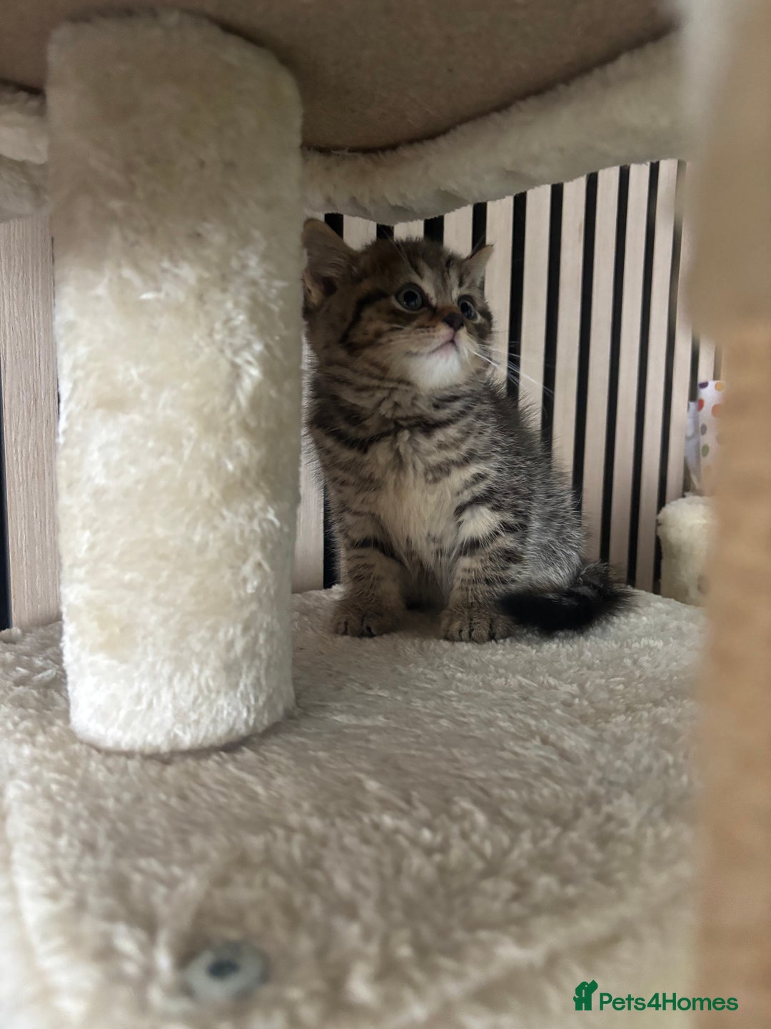 Scottish Fold cats for sale: 😻Cutest boy ever 😻 - Image 2