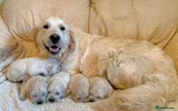 Golden Retriever dogs for sale: delightful litter of Golden Retriever puppies - Image 7