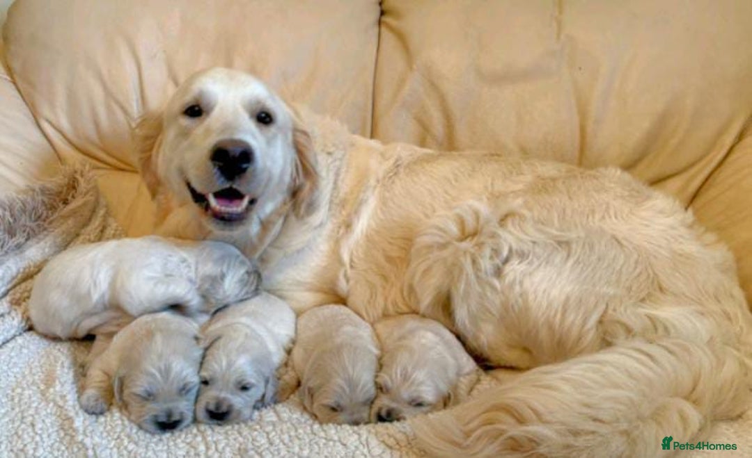 Golden Retriever dogs for sale: delightful litter of Golden Retriever puppies - Image 7