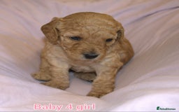 Mixed Breed dogs for sale: 4 boys 2 girls cavapoo x cockapoo puppies - Image 8