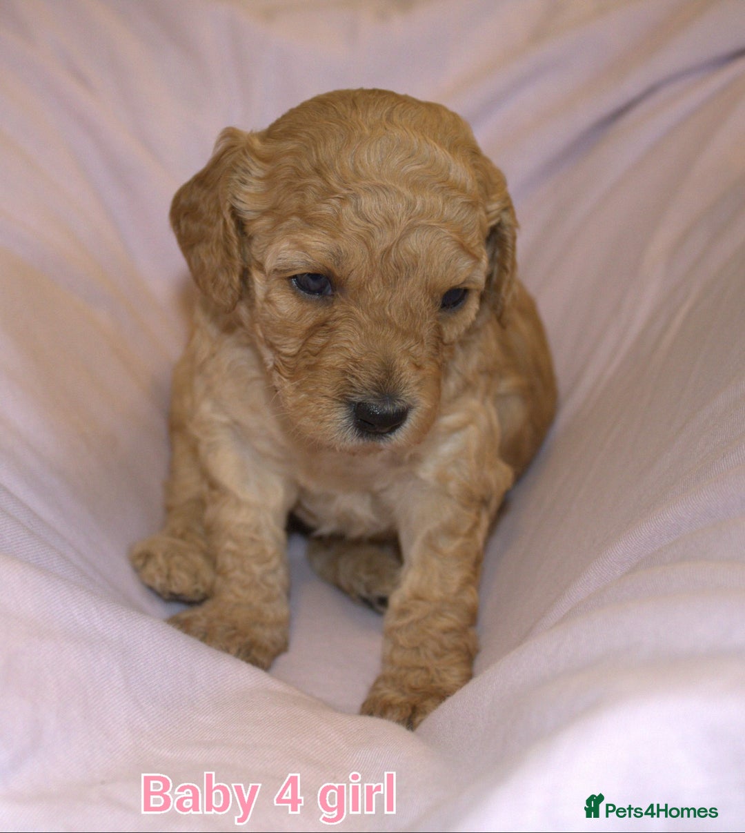 Mixed Breed dogs for sale: 4 boys 2 girls cavapoo x cockapoo puppies - Image 8