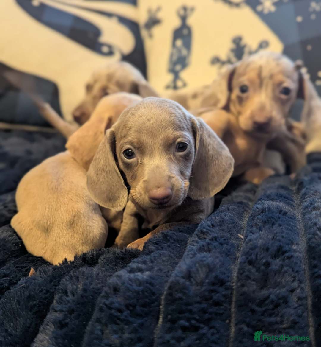 Miniature Dachshund dogs for sale: Miniature dachshund puppies  - Advert 6
