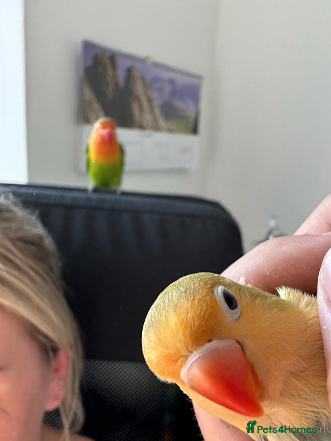 Lovebirds birds for sale: Lovebird pairs fishers & peach faced  - Image 6