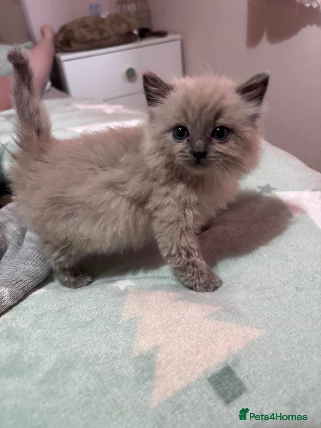 Ragdoll cats for sale: TICA ragdoll and cherubim kittens - Advert 5