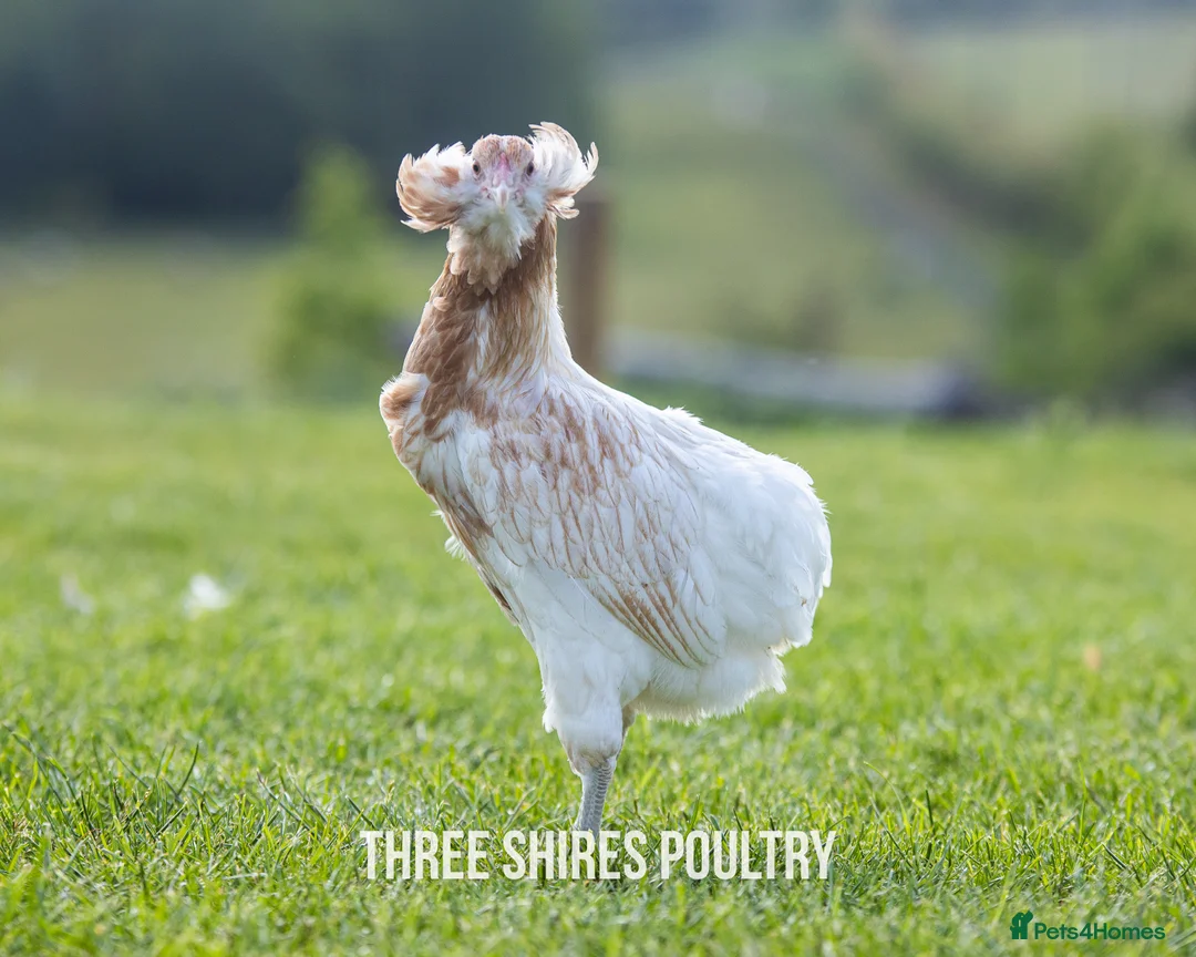 Chickens poultry for sale: Point of Lay Pure Breeds - Pekins, Polish and more - Advert 5