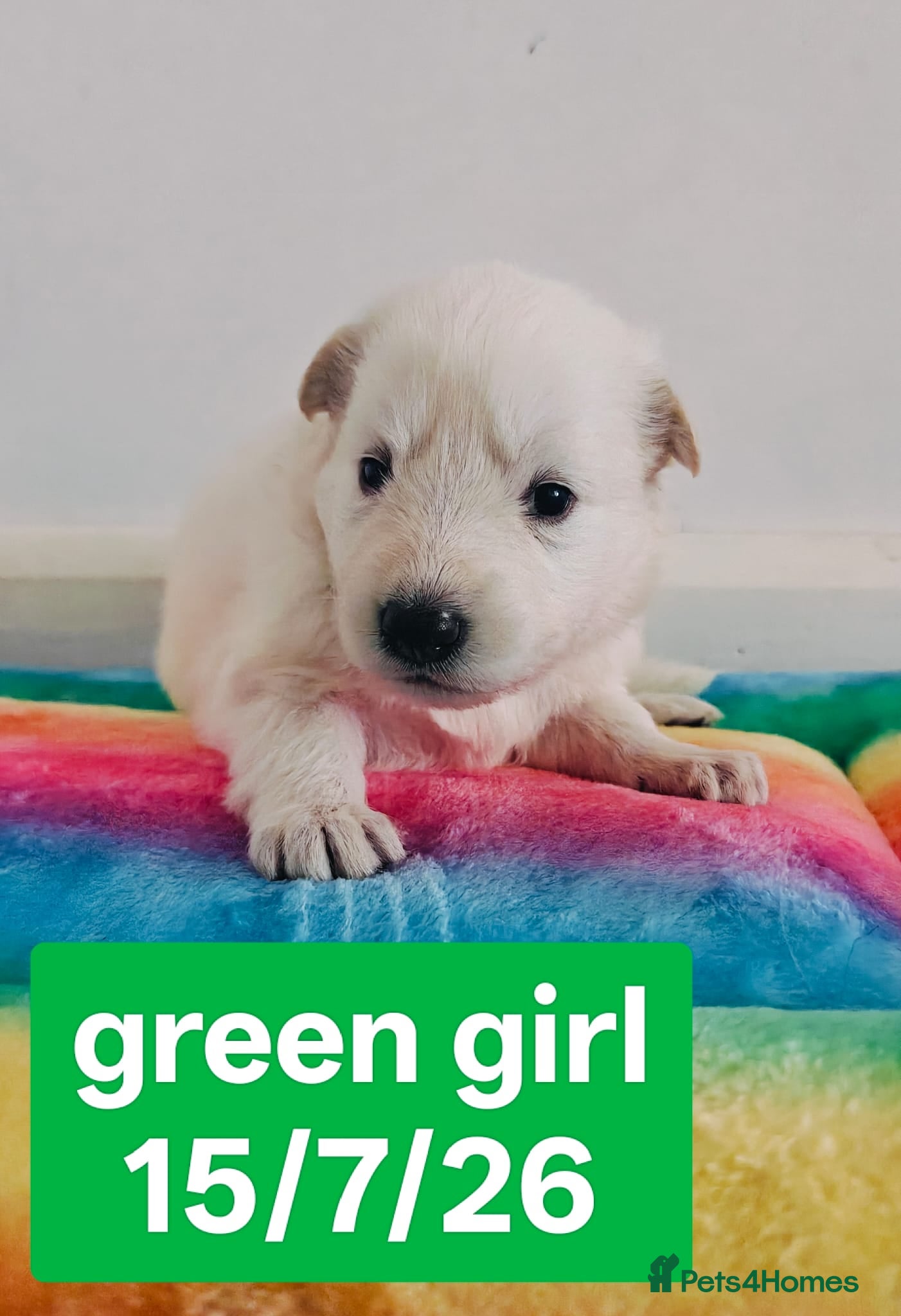 White Swiss Shepherd dogs Stunning KC reg long-coated White Swiss Shepherd - Advert 2