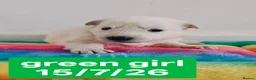 White Swiss Shepherd dogs for sale: Stunning KC reg long-coated White Swiss Shepherd - Advert 2