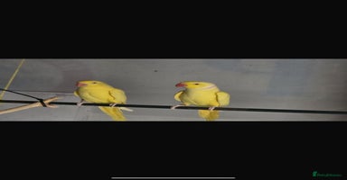 Ringnecks birds - Advert 4