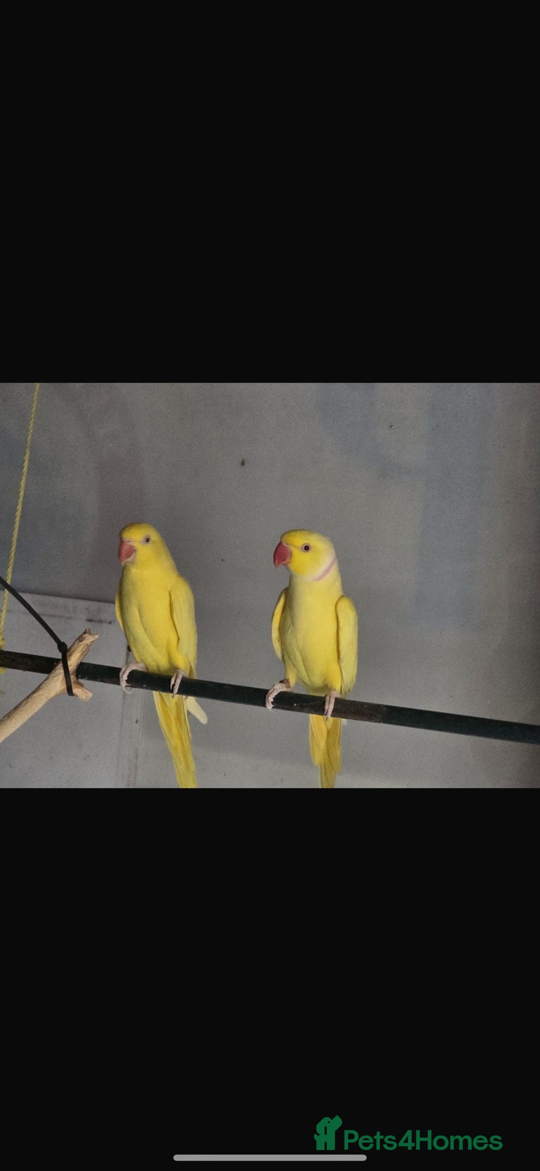 Ringnecks birds for sale: Lutino ringneck  - Image 2