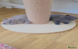British Shorthair cats for sale: CHUNKY BLUE BRITISH SHORT HAIR KITTENS - Image 5