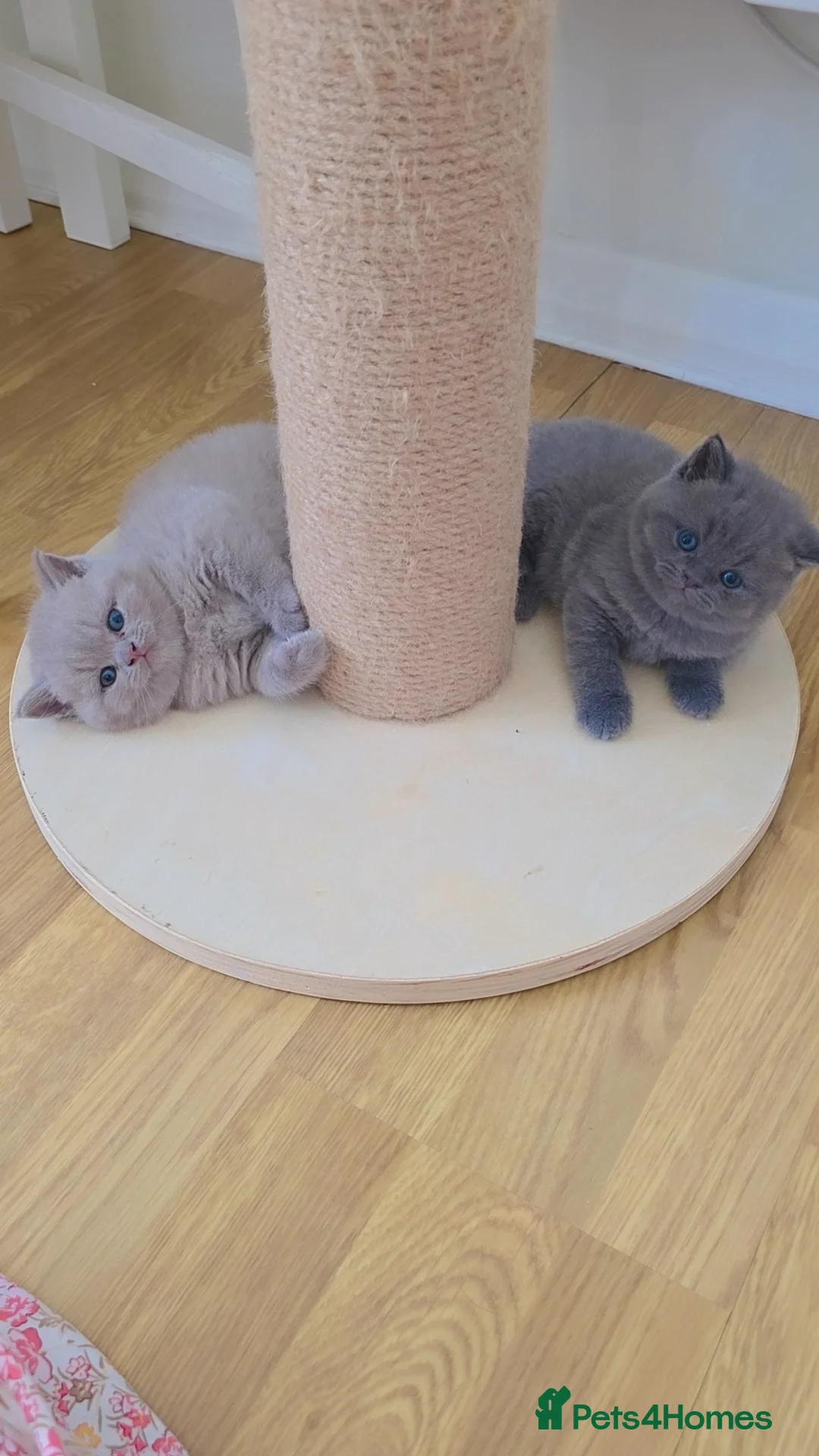 British Shorthair cats for sale: CHUNKY BLUE BRITISH SHORT HAIR KITTENS - Image 5
