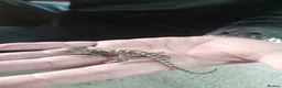 Bearded Dragon reptiles for sale: Babies bearded dragons  - Advert 11