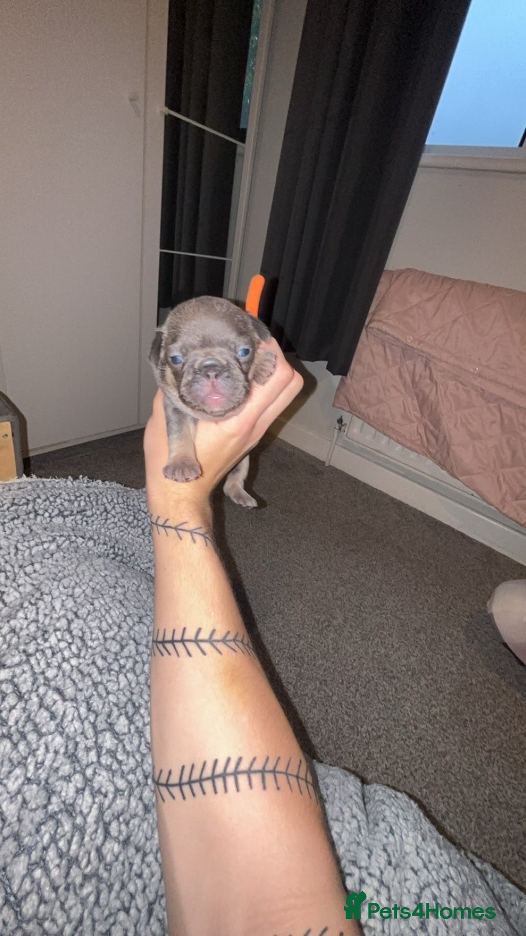 French Bulldog dogs for sale: French bulldog puppies  - Image 9