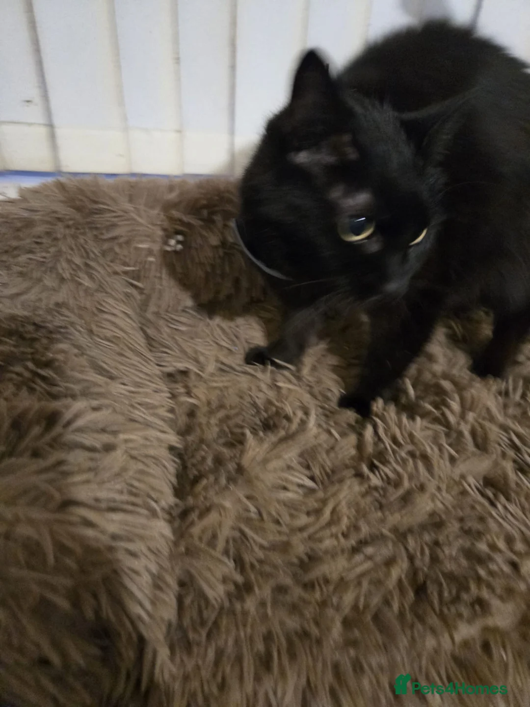 Domestic Shorthair cats for adoption: Maisie is a sweet 9 yr old that just wants loving - Advert 6