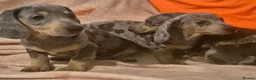 Dachshund dogs for sale: Daxhund puppies - Advert 5