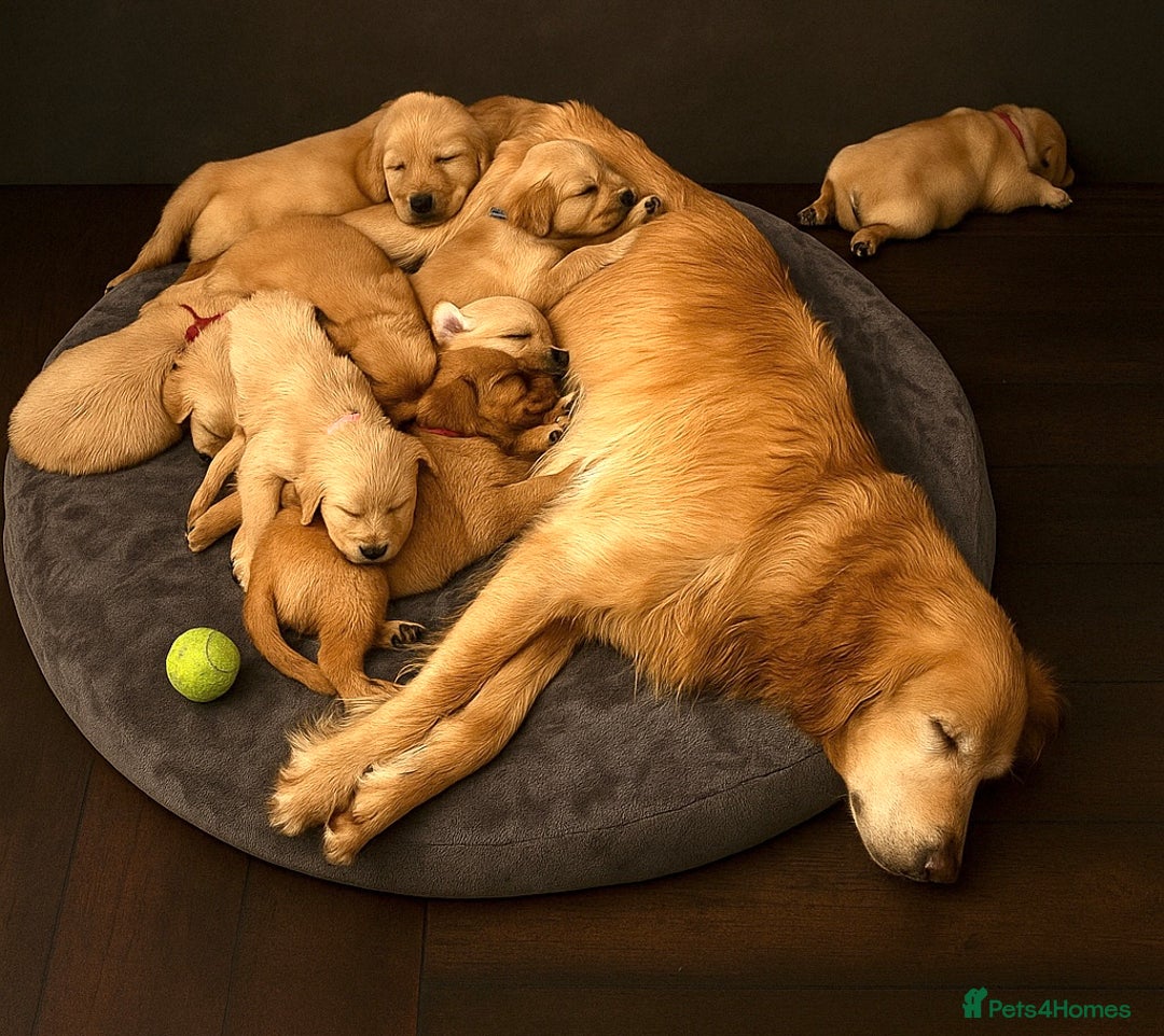 Goldador dogs for sale: Stunning Retriever cross Labrador puppy  - Image 2