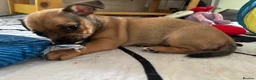 Mixed Breed dogs for sale: 2 Beautiful girls  - Advert 16
