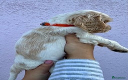 Cocker Spaniel dogs for sale: 4 Beautiful Puppies. KC Sable Show Cocker Puppies  - Image 8