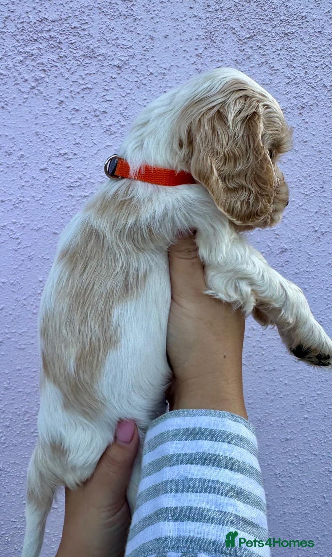 Cocker Spaniel dogs for sale: 4 Beautiful Puppies. KC Sable Show Cocker Puppies  - Image 8