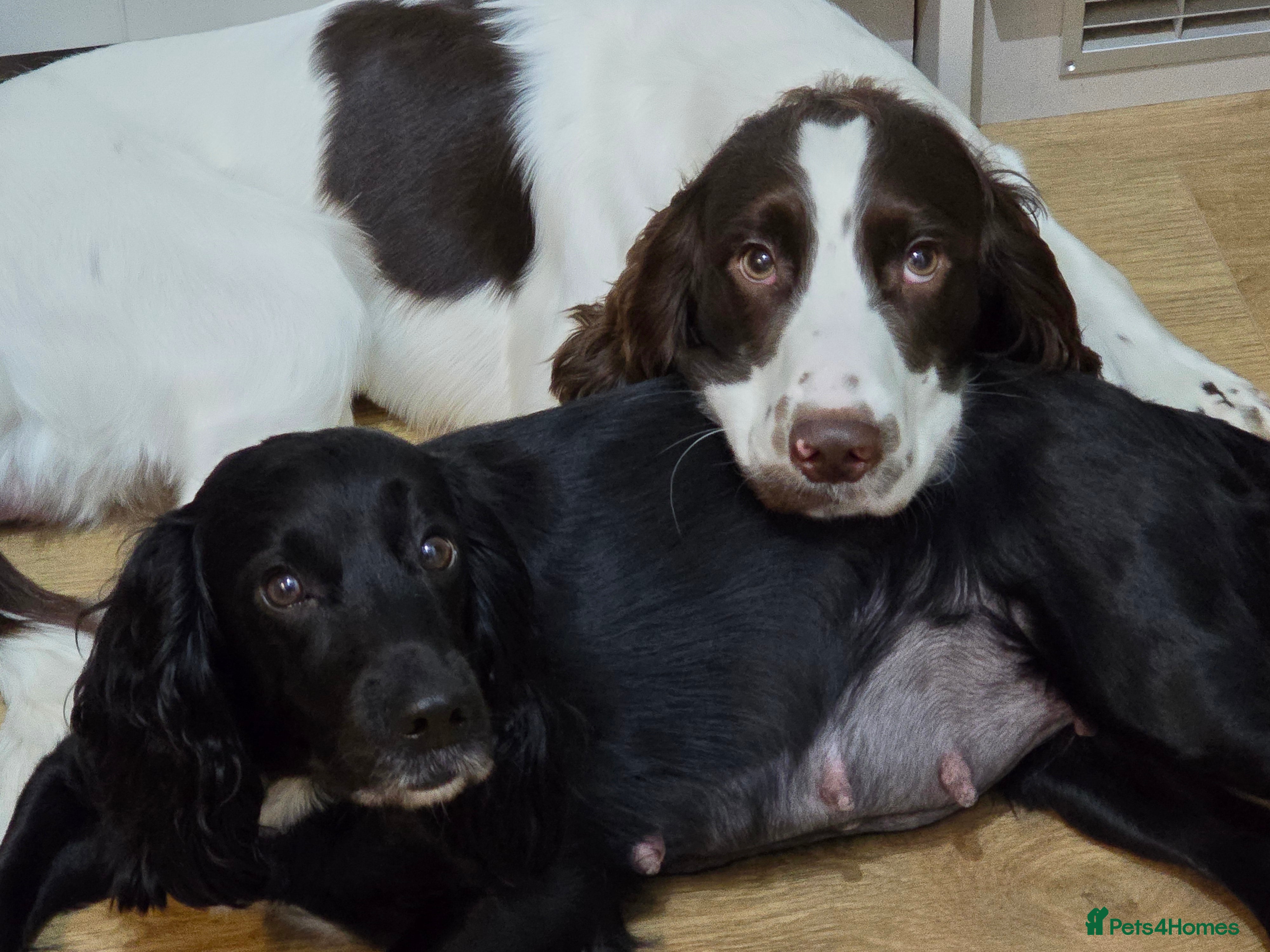 Sprocker dogs 2 x black and white Sprocker puppies - Advert 1