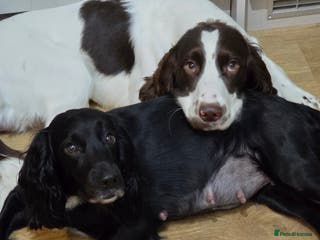 Sprocker dogs 2 x black and white Sprocker puppies - Advert 2