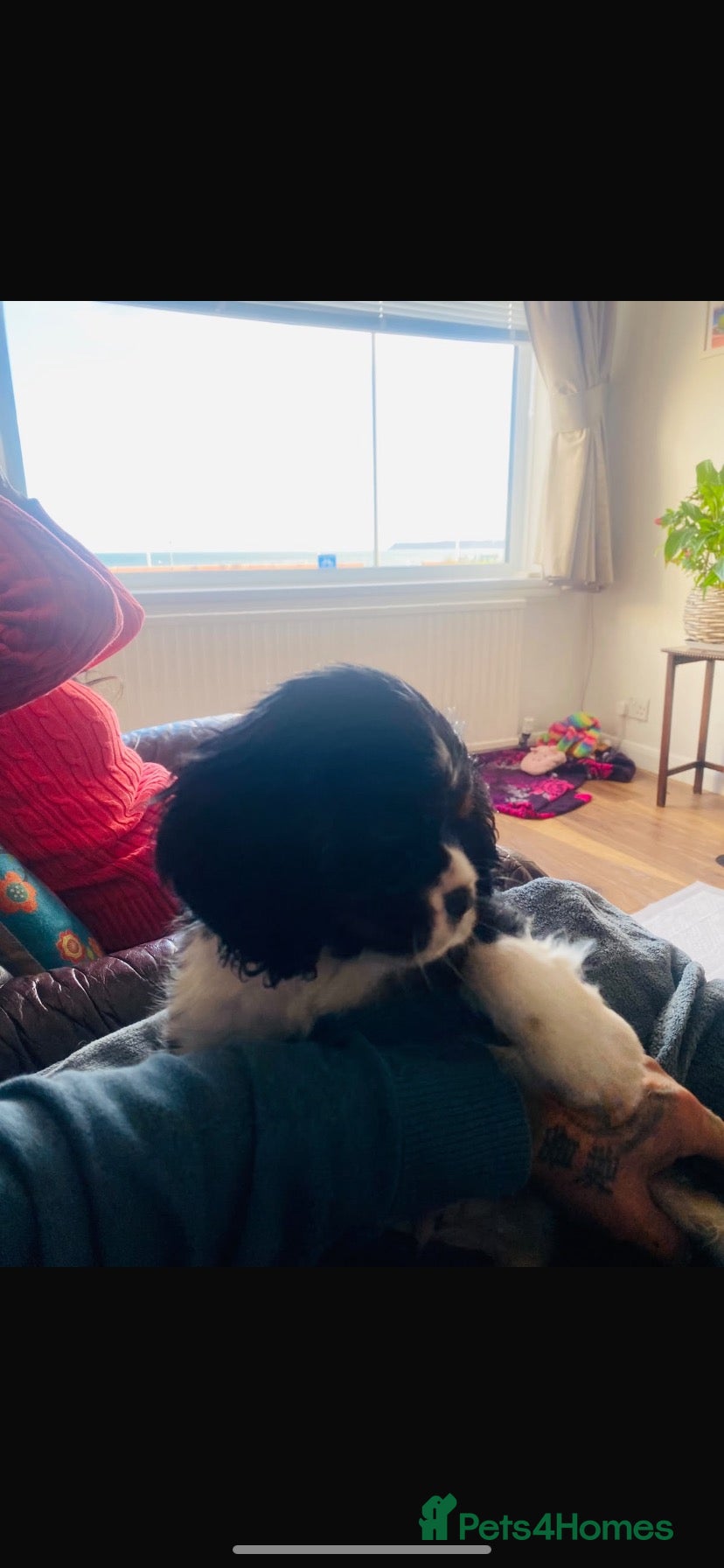 Cava Tzu dogs for sale: Stunning Tricolour Cava Tzu Boy – Cavalier Look - Advert 2