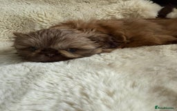 Shih Tzu dogs for sale: 4 imperial shih Tzu beautiful boys  - Image 22