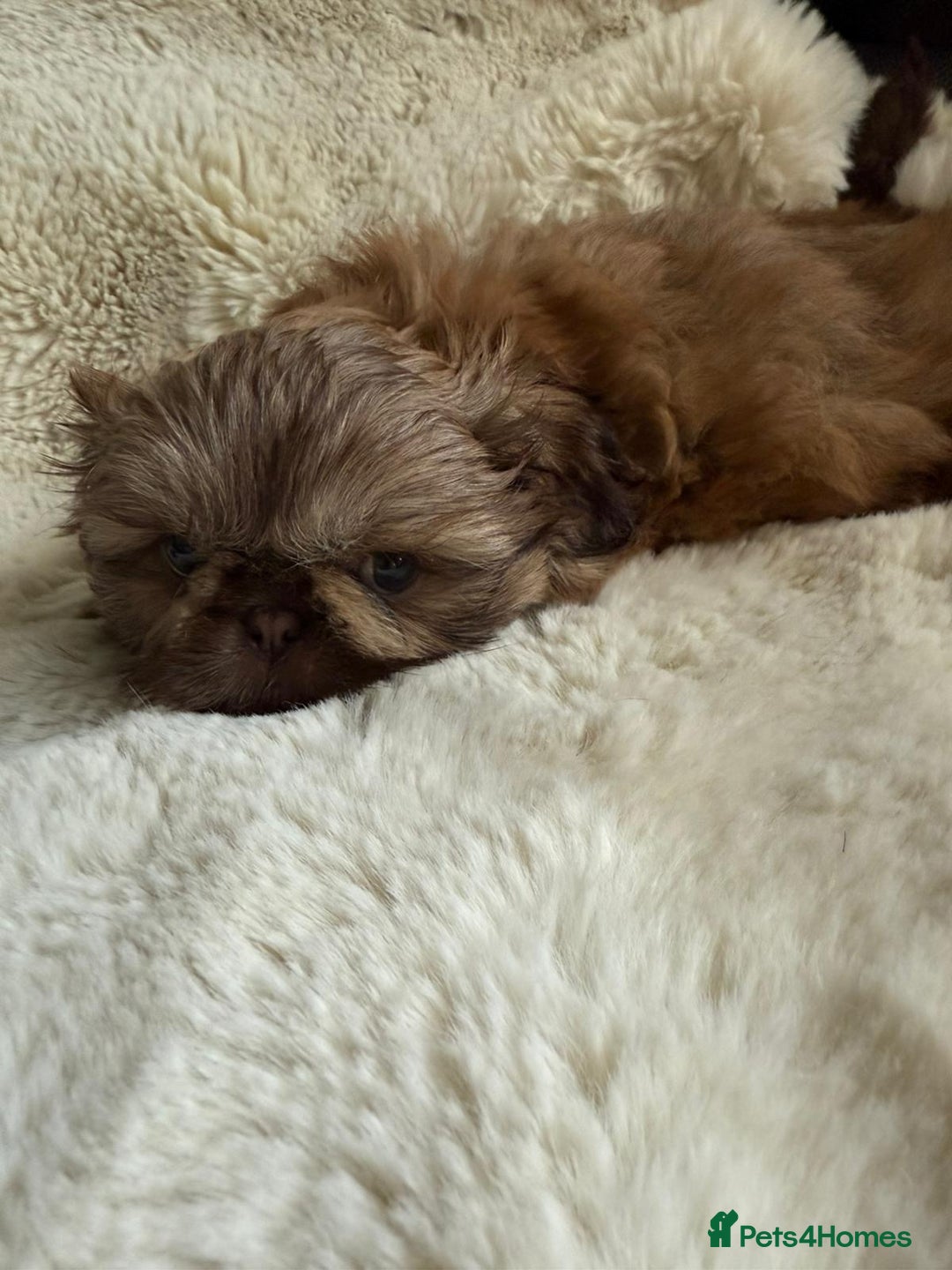 Shih Tzu dogs for sale: 4 imperial shih Tzu beautiful boys  - Image 22