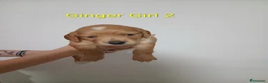 Cocker Spaniel 2